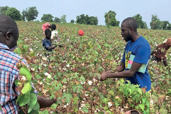 Un projet mené conjointement par l'Université de Parakou, l'ISTOM et le Cirad
